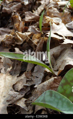 Il giglio di trota nana, una specie in via di estinzione, è mostrato in forma di gemme durante un'indagine in Minnesota. Questa specie è protetta ai sensi dell'Endangered Species Act, che mette in evidenza gli sforzi di conservazione per le piante rare. Foto Stock