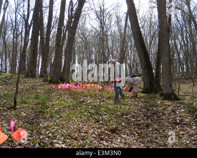 Il Giglio di trota nana, una specie in pericolo nel Minnesota, è stato esaminato per la salute della popolazione e lo stato di conservazione. Questo fiore è fondamentale per gli sforzi di conservazione dell'habitat nella regione. Foto Stock