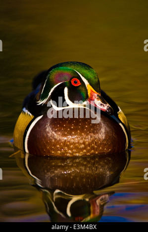 Anatra di legno (Aix sponsa) Foto Stock