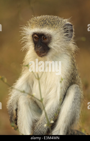 Un giovane vervet monkey. Foto Stock