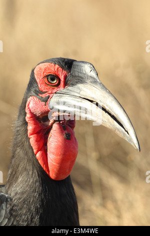Una terra meridionale hornbill. Foto Stock