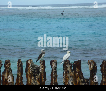 Il booby marrone e il booby rosso di Brewster sono osservati presso le French Frigate Shoals, parte del Monumento Nazionale Marino di Papahānaumokuākea. Questi uccelli marini nidificano su Tern Island, un sito chiave per la conservazione degli uccelli marini nel Pacifico. Foto Stock