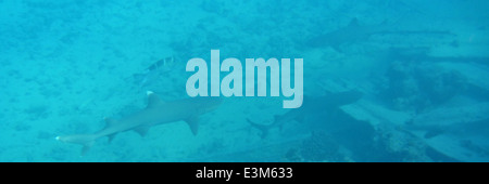 Gli squali della barriera corallina dalla punta bianca si trovano intorno a Tern Island nel French Frigate Shoals, un remoto atollo corallino nelle isole Hawaii nord-occidentali. Questa specie svolge un ruolo nel mantenimento di ecosistemi di barriera corallina sani. Foto Stock