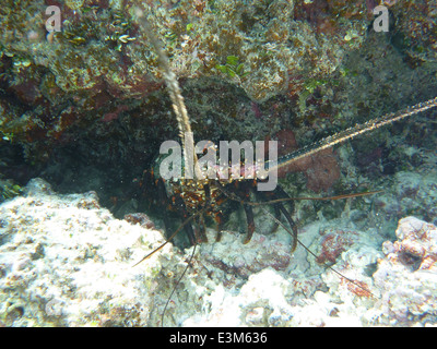 Le aragoste sono viste vicino a Tern Island, parte delle French Frigate Shoals alle Hawaii. Quest'area è vitale per la vita marina, incluse le aragoste, e fa parte delle isole Hawaii nord-occidentali protette. Foto Stock