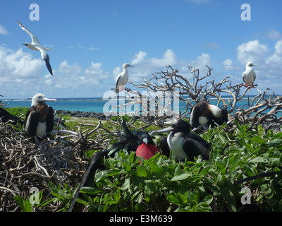 Tern Island, nelle French Frigate Shoals, ospita grandi fregatebird e boobies dai piedi rossi, due specie di uccelli marini. L'isola fornisce un'area vitale per la nidificazione e l'alimentazione di questi uccelli, supportando la loro sopravvivenza nell'Oceano Pacifico. Foto Stock