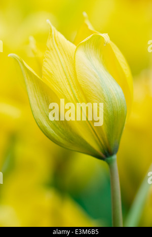 Tulipa sylvestris,Tulip. Lampadina, aprile.fiore giallo tulip. Foto Stock