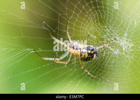 Grande crociera sul Web in attesa di preda Foto Stock