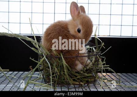 Giugno 19, 2014, Tokyo, Giappone - Ms.Bunny, un pet shop e caffetteria con base a Roppongi, fornisce ai propri clienti alcune guarigione dallo stress della vita in una grande metropoli come Tokyo interagendo con animali pelosi pur avendo una tazza di tè. Il negozio che ha aperto nel 2011 (l'anno del coniglio secondo lo zodiaco cinese) insieme a diversi altri bunny-relativi negozi e ristoranti intorno a Tokyo, consente ai clienti di riprodurre con i conigli e anche li vende e offre servizi quali l'imbarco e della cura del corpo. Il più popolare servizio sembra essere il 'Usagi Kimochi Cafe' o 'Coniglio sentimenti Cafe', che al Foto Stock