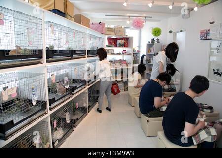 Giugno 19, 2014, Tokyo, Giappone - i clienti di tenere i conigli presso la sig.ra Bunny pet shop. Ms.Bunny, un pet shop e caffetteria con base a Roppongi, fornisce ai propri clienti alcune guarigione dallo stress della vita in una grande metropoli come Tokyo interagendo con animali pelosi pur avendo una tazza di tè. Il negozio che ha aperto nel 2011 (l'anno del coniglio secondo lo zodiaco cinese) insieme a diversi altri bunny-relativi negozi e ristoranti intorno a Tokyo, consente ai clienti di riprodurre con i conigli e anche li vende e offre servizi quali l'imbarco e della cura del corpo. Il più popolare servizio sembra essere il 'Usagi Foto Stock