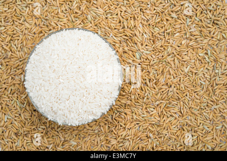 Ciotola con riso su paddy Foto Stock