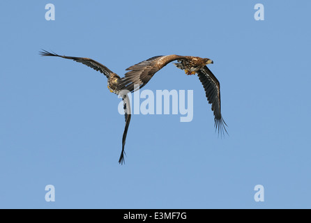 Due bambini bianco-tailed Eagles. Uno nella parte anteriore ha un pezzo di pesce che quella sul retro anche vorrebbe avere Foto Stock