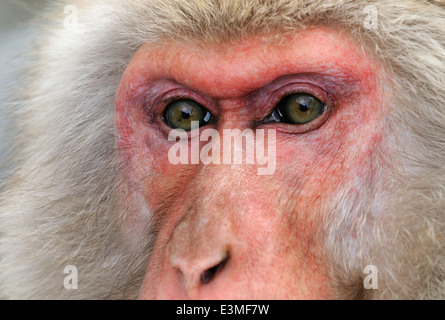 Close-up verticale di un maschio maturo Macaque giapponese aka Snow Monkey prese a Jigokudani "Hell's Valley" Wild Monkey Park Giappone Foto Stock