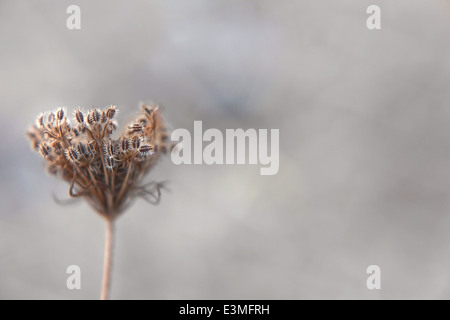 Piccolo cardo secco impianto in autunno. Foto Stock