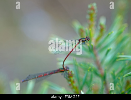 Il grande rosso (damselfly Pyrrhosoma nymphal) un insetto europei associati. SCO 9091. Foto Stock