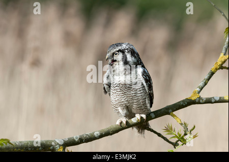 Northern Hawk Owl Foto Stock