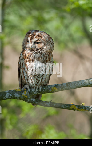 Gufo Tawny Foto Stock