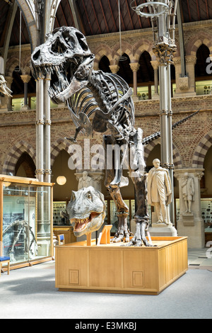 Un esposto Tyrannosaurus rex fossile presso il Museo di Storia Naturale di Oxford, Oxfordshire, Regno Unito Foto Stock