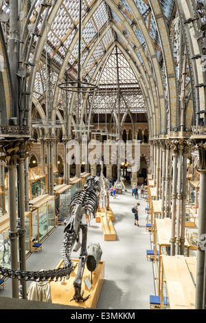 L'interno del museo di storia naturale di Oxford, Oxfordshire, Regno Unito mostra ai visitatori, mostre & l'architettura vittoriana. Foto Stock