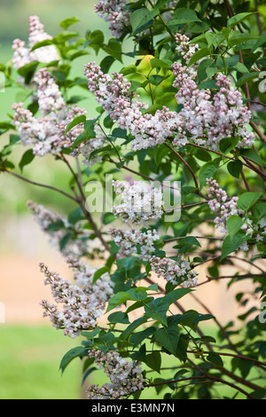 Syringa vulgaris Krasavitsa Moskvy, comune lilla. Arbusto, Aprile. Bianco/Rosa pallido lilla profumati. Foto Stock