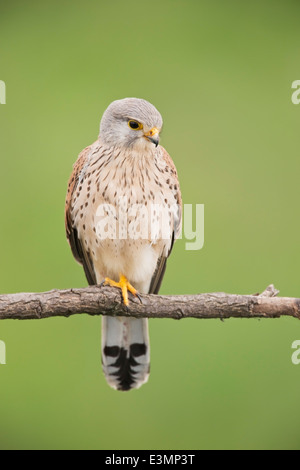 Comune di gheppio (Falco tinnunculus) maschio adulto, in piedi sul ramo di albero, Hortobagy, Europa Foto Stock