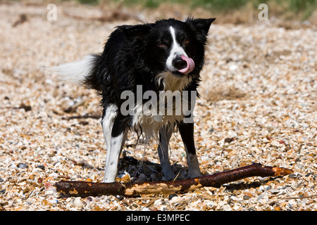 Un wet Border Collie cane recupera un bastoncino da fuori dell'acqua Foto Stock