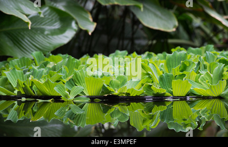 Pistia Stratiotes. Acqua di lattughe e riflessioni su un tropical stagno ornamentale Foto Stock