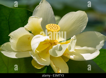 Giallo Lotus (Nelumbo lutea) fiore. Brazos Bend State Park, Texas, Stati Uniti d'America. Foto Stock