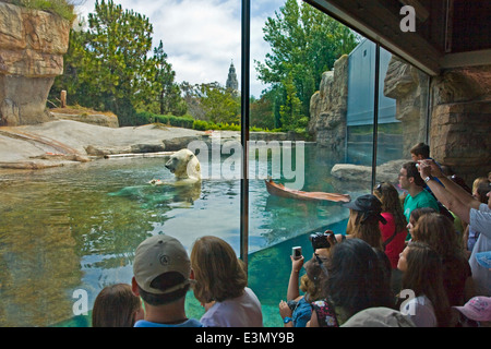 Un orso polare (Ursus maritimus) in una piscina è un vero e proprio spettacolo di folla presso lo ZOO DI SAN DIEGO - California Foto Stock