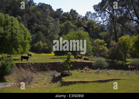 Una gamma di costiera ranch di bestiame in California centrale Foto Stock