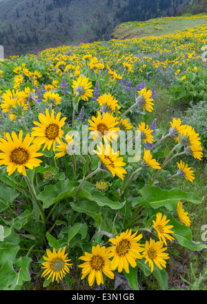 Columbia Gorge National Scenic Area, o di lupino e balsamo fioritura di root al Rowena Crest, Tom McCall Nature Preserve Foto Stock