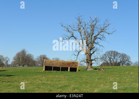 Barn on Rayers Brake, Stanway, un tradizionale villaggio inglese nel cuore del Cotswolds, Gloucestershire, Inghilterra Foto Stock