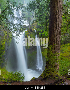 Gifford Pinchot National Forest, Washingon: Falls Creek Falls nella nebbia di flusso a molla Foto Stock