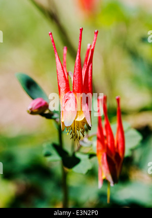 Aquilegia elegantula; Western Red Columbine; Helleboraceae; l'Elleboro; Ranunculaceae; Buttercup; in piena fioritura, Colorado centrale Foto Stock