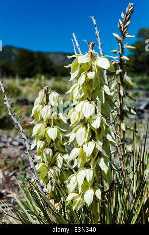 Yucca pianta in piena fioritura, poco Rainbow Trail, Salida, Colorado, STATI UNITI D'AMERICA Foto Stock