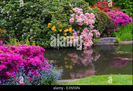 Seattle, WA Kubota garden city park, stagno del Tom Kubota passeggiata giardino con la fioritura dei rododendri Foto Stock