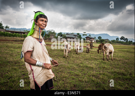 Padaung donna immobilizzare i bovini, Loikaw area, Myanmar, Asia Foto Stock