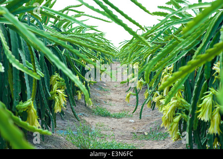 Pitahaya Dragon piantagione di frutta in Vietnam Foto Stock