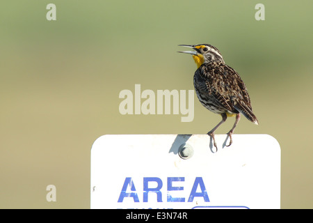 Il canto meadowlark sul segno. Foto Stock