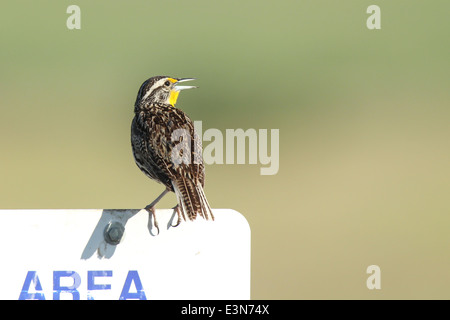 Il canto meadowlark. Foto Stock