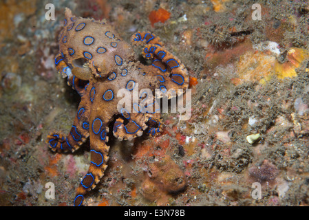 Un molto velenose anello blu polpo proveniente da Bali, Indonesia Foto Stock