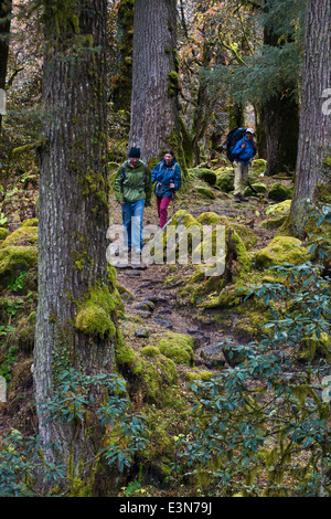 Trekking a piedi attraverso una sana foresta di conifere sul intorno il MANASLU TREK - REGIONE NUPRI, NEPAL Foto Stock