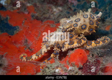 Un molto velenose anello blu polpo proveniente da Bali, Indonesia Foto Stock