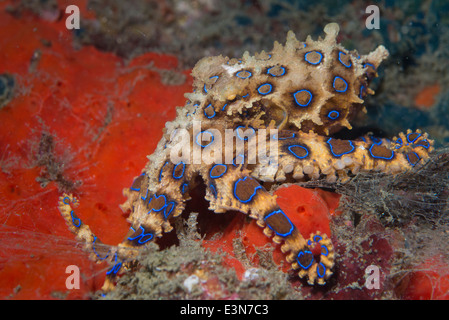 Un molto velenose anello blu polpo proveniente da Bali, Indonesia Foto Stock