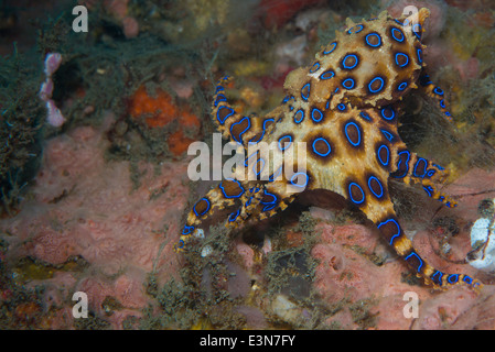 Un molto velenose anello blu polpo proveniente da Bali, Indonesia Foto Stock