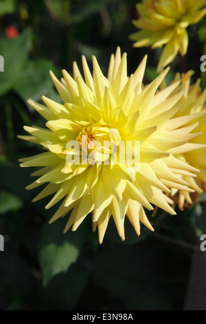 Dahlia 'Ruskin sensazione' medie semi cactus close up di fiore Foto Stock