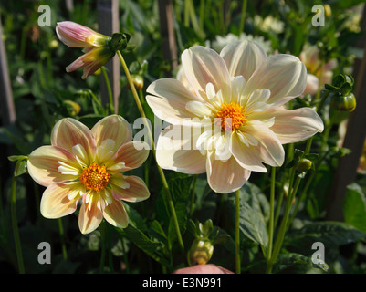 Dahlia 'cameo' ninfea close up di fiori Foto Stock