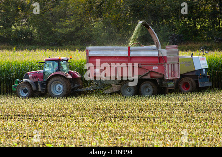 Il raccolto di mais che viene scaricato dalla macchina mietitrebbiatrice nel rimorchio, Normandia, Francia Foto Stock