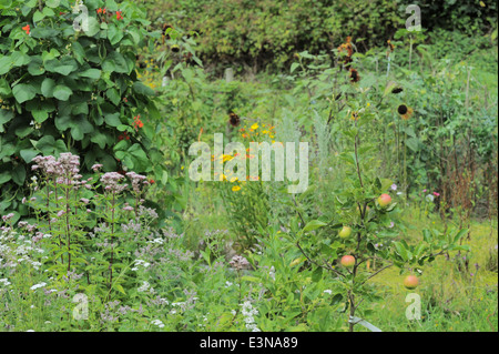 Apple 'Cibele' con i baccelli e fiori in autunno, Wales, Regno Unito. Foto Stock