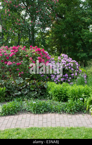 La fioritura dei rododendri nel giardino botanico di Visby, sull'isola di Gotland, Svezia Foto Stock