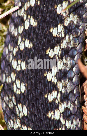 Maschio europeo comune sommatore in blu in fase di colore pronto per l'accoppiamento, Peak District, Inghilterra ,UK - Aprile Foto Stock